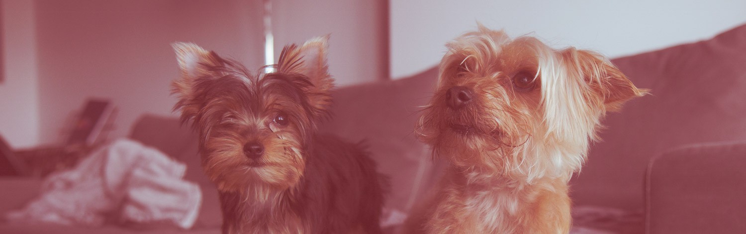 DogSync app